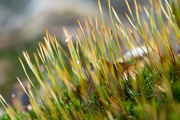 Image showing moss detail