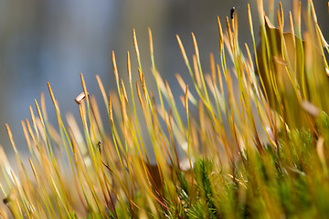 Image showing moss detail