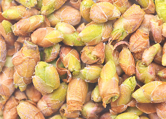 Image showing black currant buds