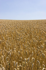 Image showing Summer field