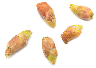 Image showing black currant buds