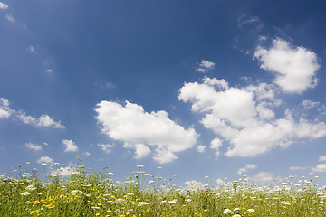 Image showing Meadow in summer