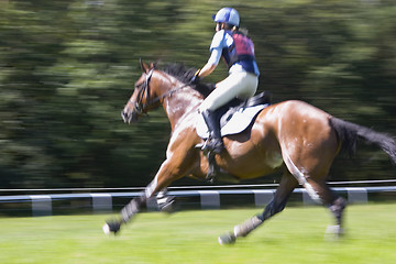Image showing Racing horse
