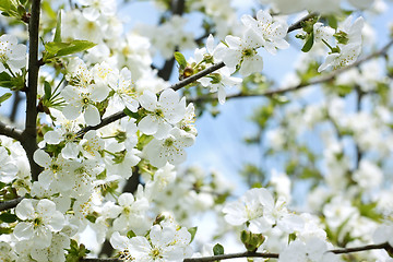 Image showing Rapid flowering of sweet cherry tree