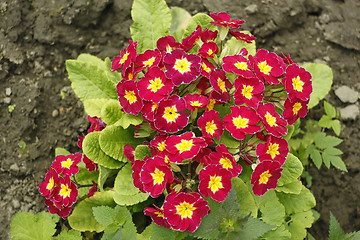 Image showing Blooming primroses in spring