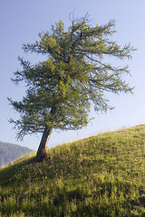 Image showing Larch