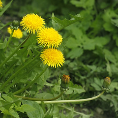 Image showing Flowering dandelion in spring