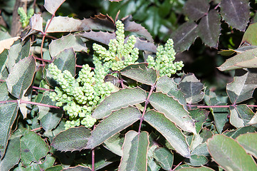 Image showing The ovary of the flower of the spring Mahonia