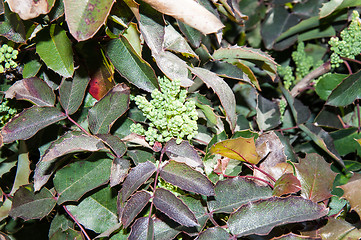 Image showing The ovary of the flower of the spring Mahonia