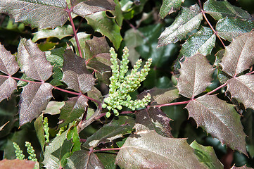 Image showing The ovary of the flower of the spring Mahonia