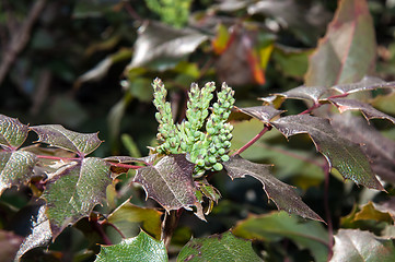 Image showing The ovary of the flower of the spring Mahonia