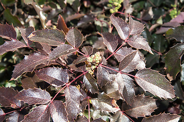 Image showing The ovary of the flower of the spring Mahonia