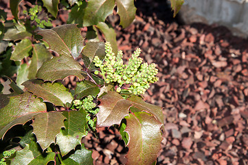 Image showing The ovary of the flower of the spring Mahonia