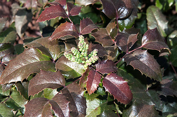 Image showing The ovary of the flower of the spring Mahonia