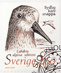 Image showing Dunlin Stamp