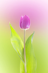Image showing Purple tulip isolated