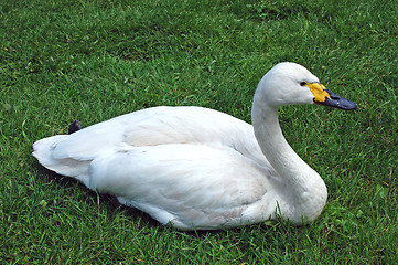 Image showing  Swan on the grass