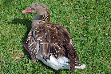 Image showing Goose on grass