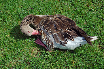 Image showing Goose on grass