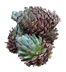 Image showing Agave tequilana