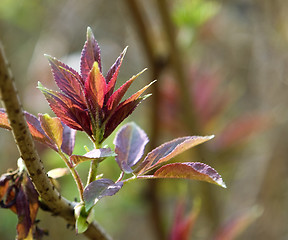 Image showing new leaves