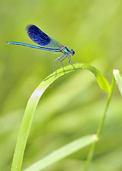 Image showing blue Dragonfly 