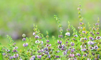 Image showing lavender