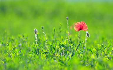 Image showing Red poppy