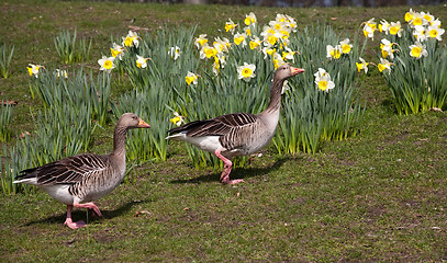 Image showing two geese on spring flowers background