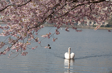 Image showing white swan under blooming tree