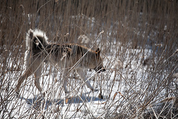 Image showing hunting dog