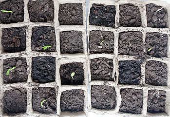 Image showing new seedlings