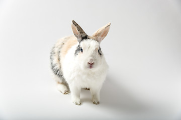 Image showing Rabbit on white