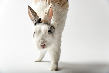 Image showing Rabbit on white