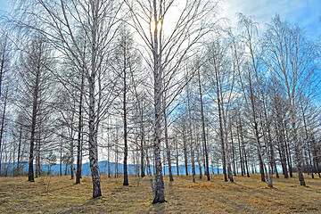 Image showing Birch grove
