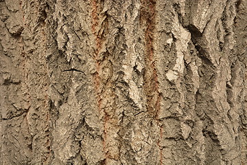 Image showing Poplar bark