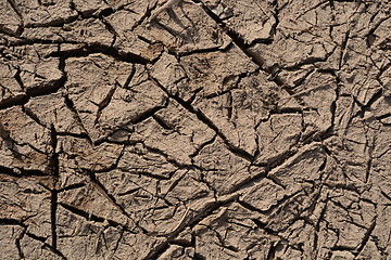 Image showing  Dried cracked earth
