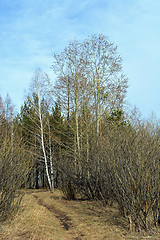 Image showing  forest