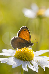 Image showing Butterfly early in the morning