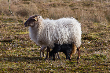 Image showing Adult sheep with black and white lamb