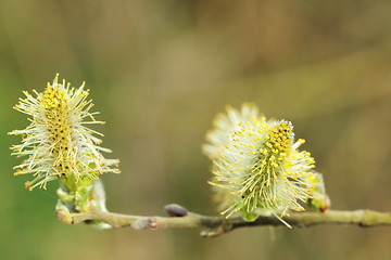 Image showing pussy willow (Salix caprea, male catkins)