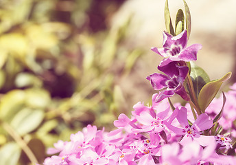 Image showing pink flowers background or backdrop