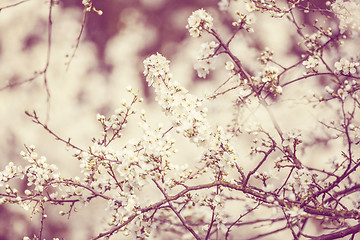 Image showing Blossoming tree in spring with very shallow focus