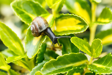 Image showing small garden snail