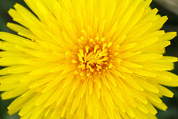 Image showing Yellow dandelion on a green background