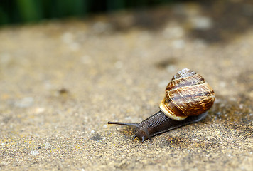 Image showing small garden snail