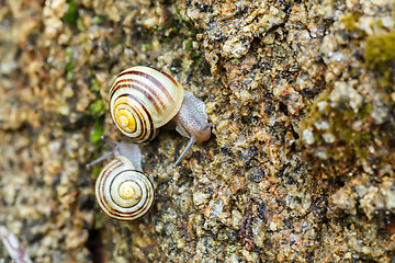 Image showing small garden snail