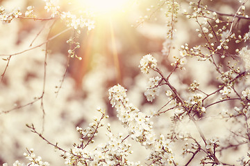 Image showing Blossoming tree in spring with very shallow focus