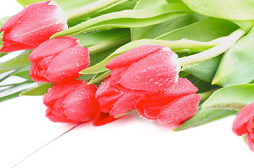 Image showing Magenta Tulips