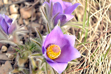 Image showing Purple crocus flower